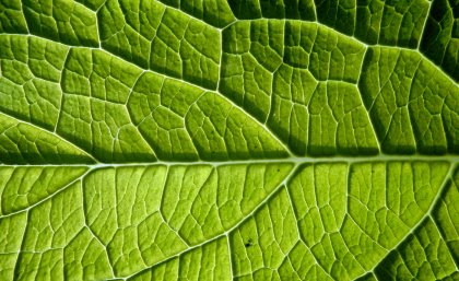 Key factors affecting leaf size were night temperatures and risk of frost damage Key factors affecting leaf size were night temperatures and risk of frost damage